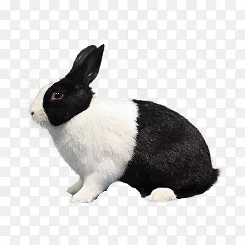 国内兔荷兰兔抛光兔哈瓦那兔