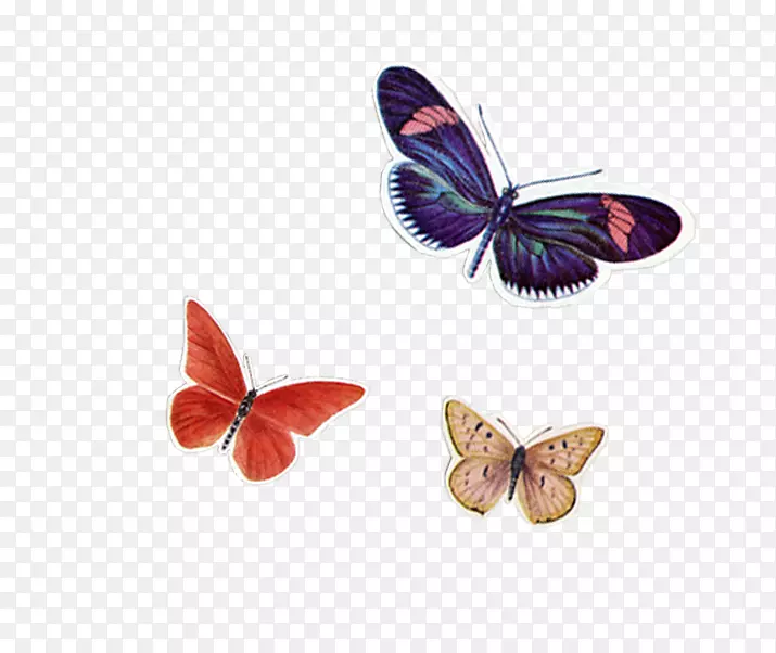 帝王蝶、若虫科、乳臭草-蝴蝶