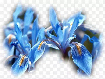 迷迭香(Iris Missouriensis Iris)花数据集(iris pallida iris versicolor-花)