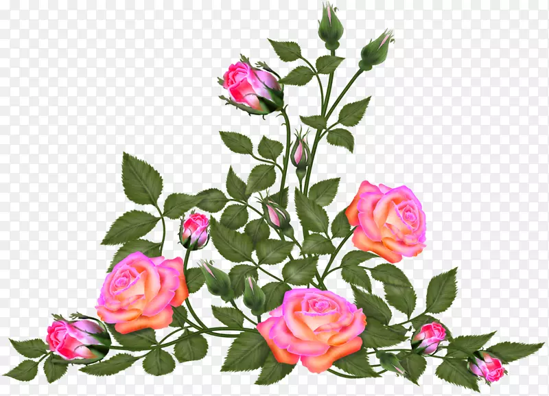 花园玫瑰，花卉设计，百叶玫瑰-花