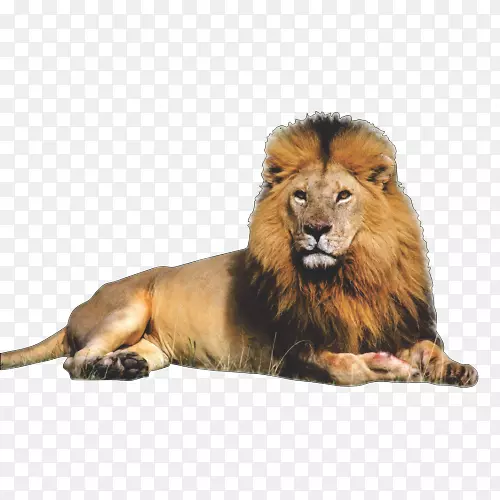东非狮子科剪贴画