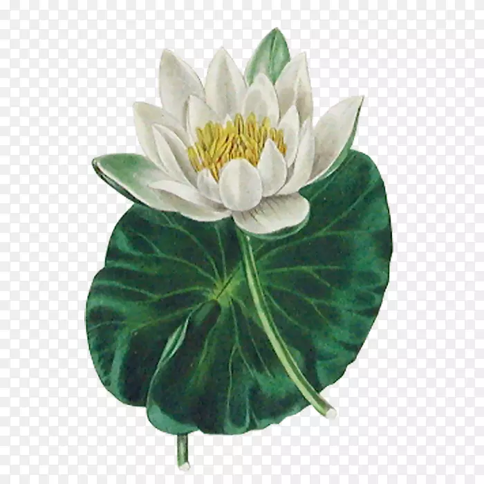 植物园莲花效应