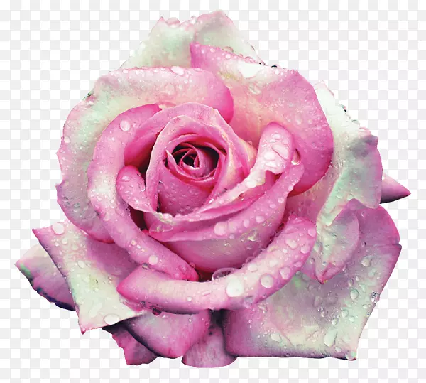 花园玫瑰，蜈蚣玫瑰，花，粉红色海滩玫瑰-花