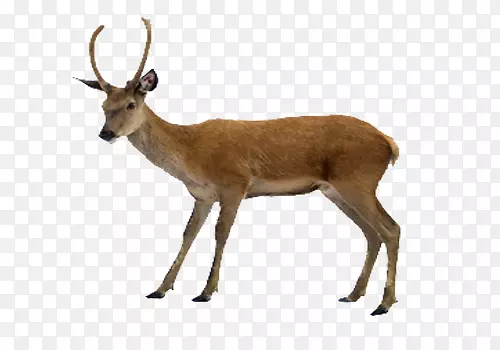 白尾鹿驼鹿夹艺术鹿