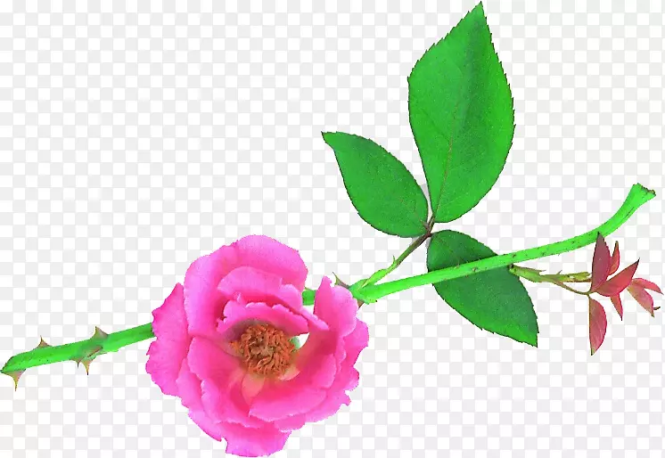 花园玫瑰切花桌面壁纸蜈蚣玫瑰-花