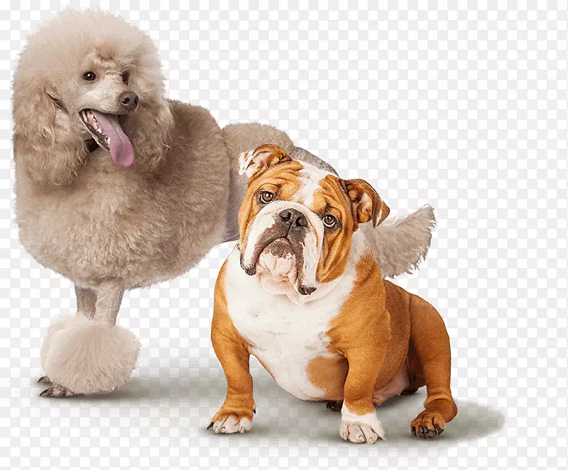 玩具贵宾犬、标准贵宾犬、小型贵宾犬、约克郡犬