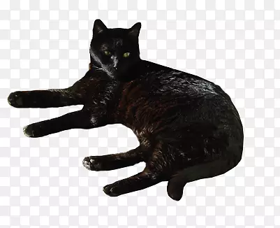 黑猫家用短毛猫孟买猫须桌面壁纸