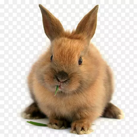 家兔狮头兔豚鼠荷兰矮兔加利福尼亚兔-兔