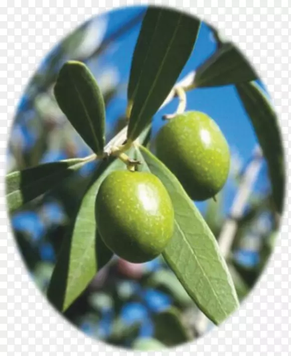 地中海盆地地中海菜橄榄叶橄榄油-橄榄油
