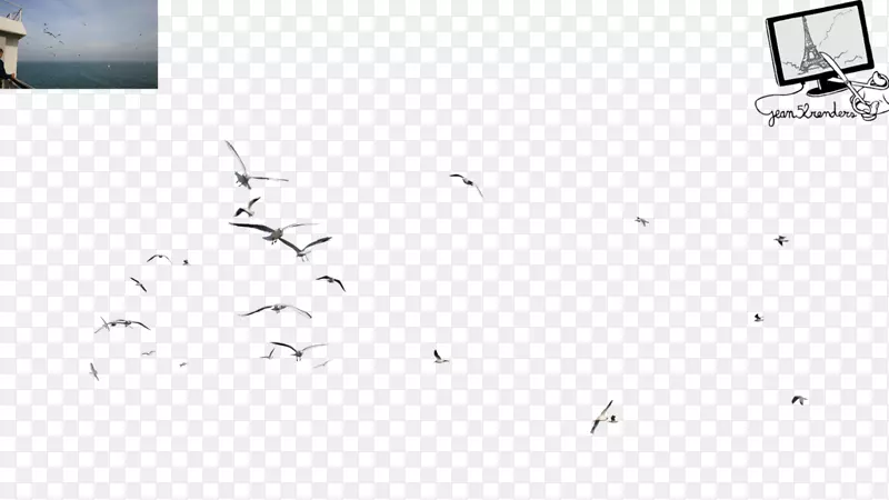 海鸥鸟