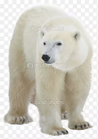 北极熊，你听到什么了？摄影-北极熊
