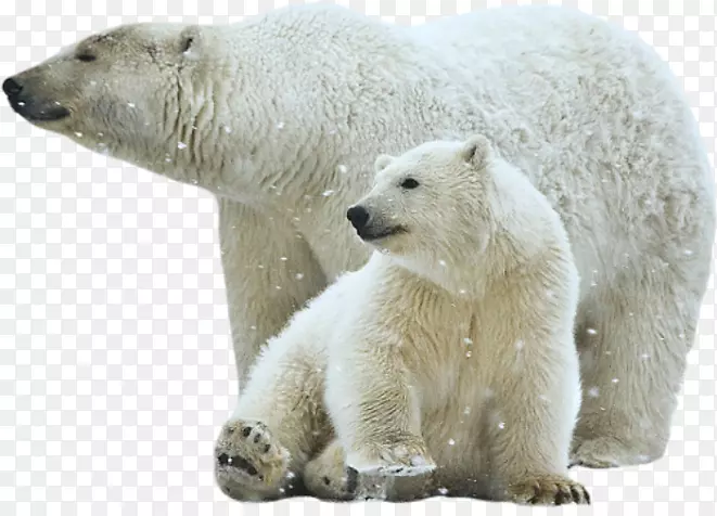 北极熊剪贴画-北极熊