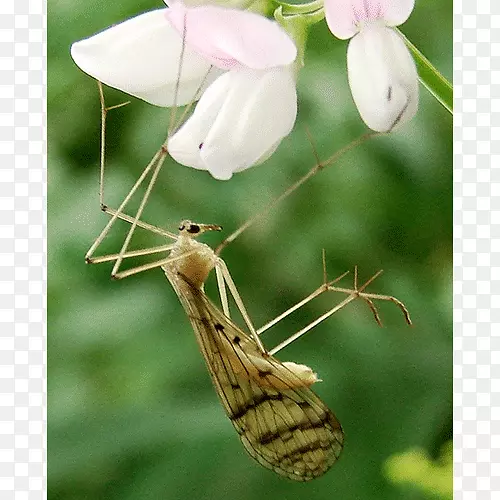 金针菇属昆虫