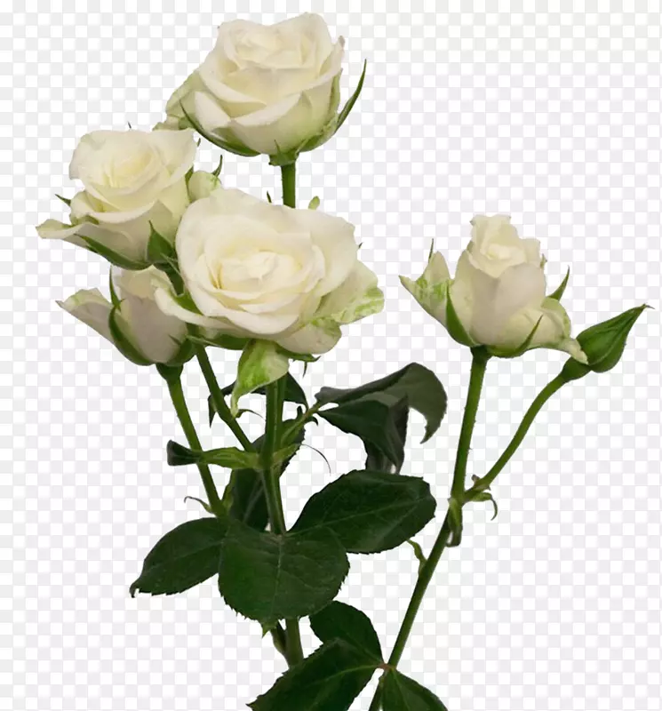 切花花园玫瑰婚礼花束白色玫瑰