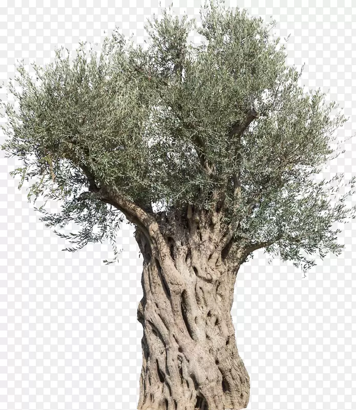 橄榄树，摄影树，地中海菜，树枝-橄榄树