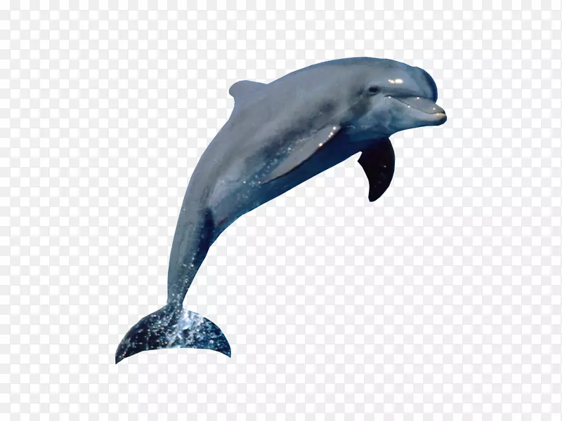 海豚燕尾画水生-海豚