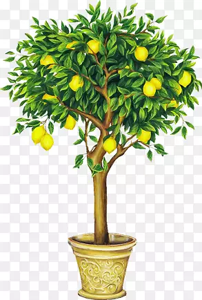 柠檬树绘画剪贴画.柠檬