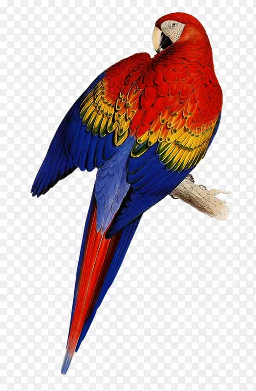 爱德华李尔-鹦鹉科的鹦鹉插图，或鹦鹉艺术家-鹦鹉