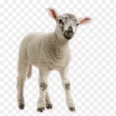 绵羊手册：一步地完整的指导你的羊群小农场手册：完整的一步地指导山羊养羊