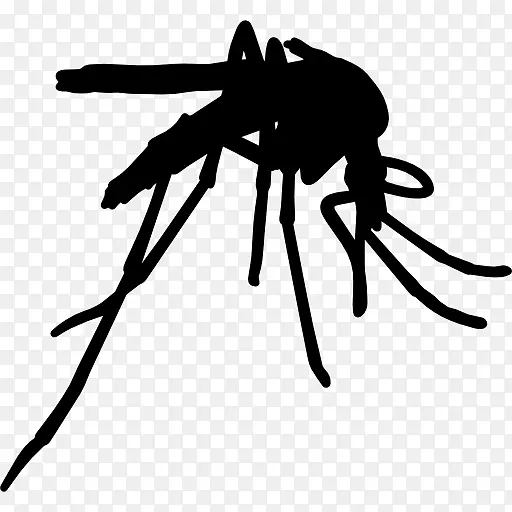 黄热病蚊虫控制媒介-蚊子