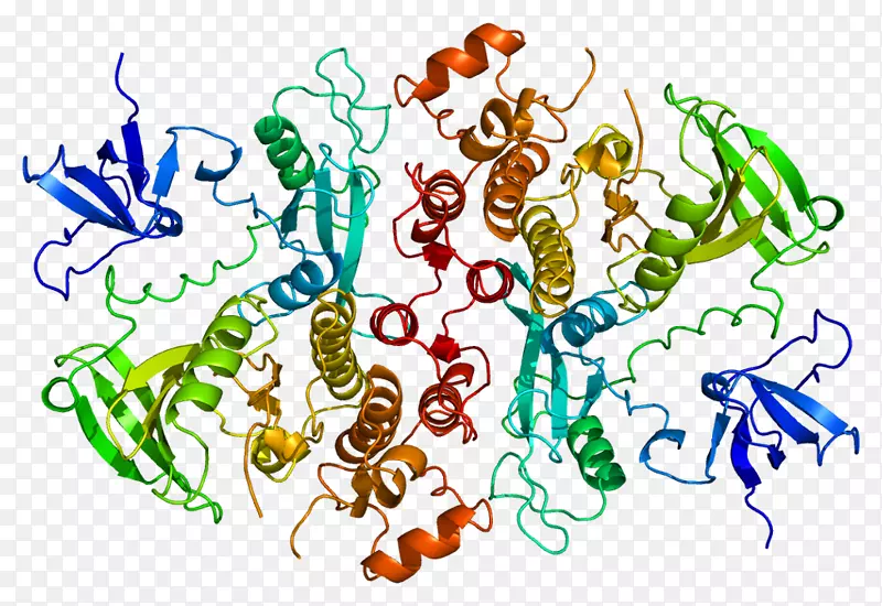 HCK蛋白激酶酪氨酸激酶基因