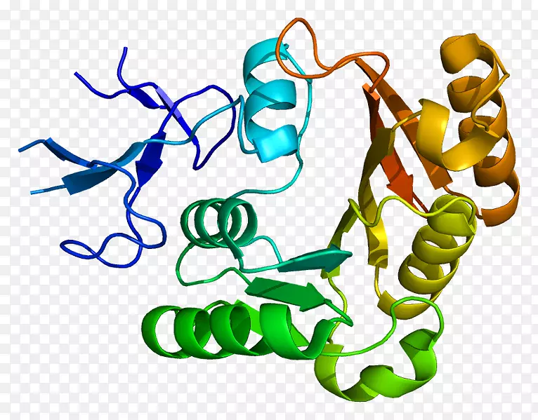 运动神经元蛋白核仁基因-基因的纤维蛋白存活