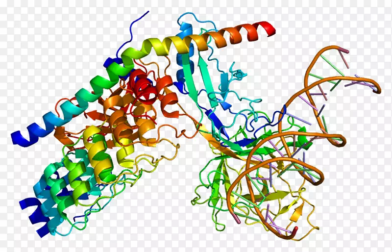 rbpj缺口信号通路蛋白mam l 1基因