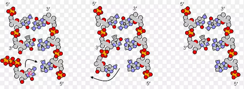 核苷酸dna复制引物酶核酸双螺旋