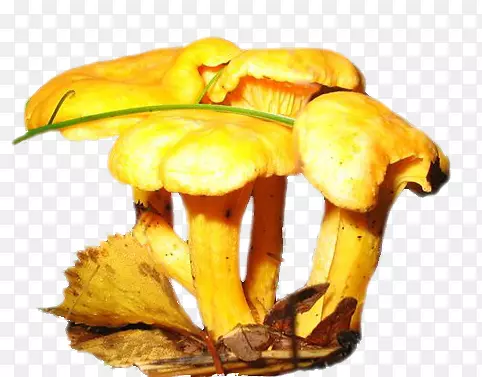 食用菌黄菇