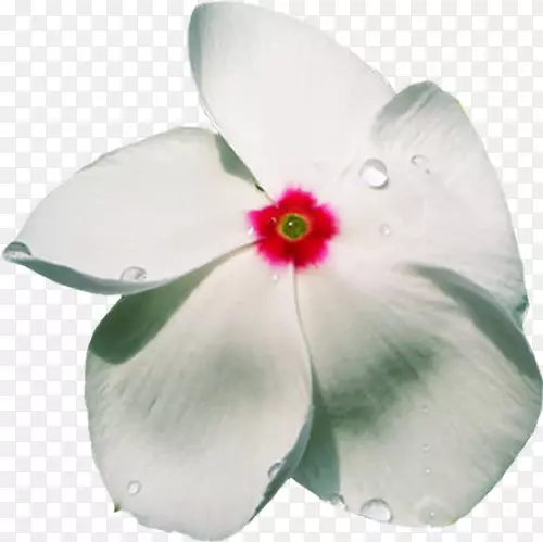 花瓣花