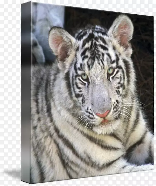 虎须猫毛鼻虎
