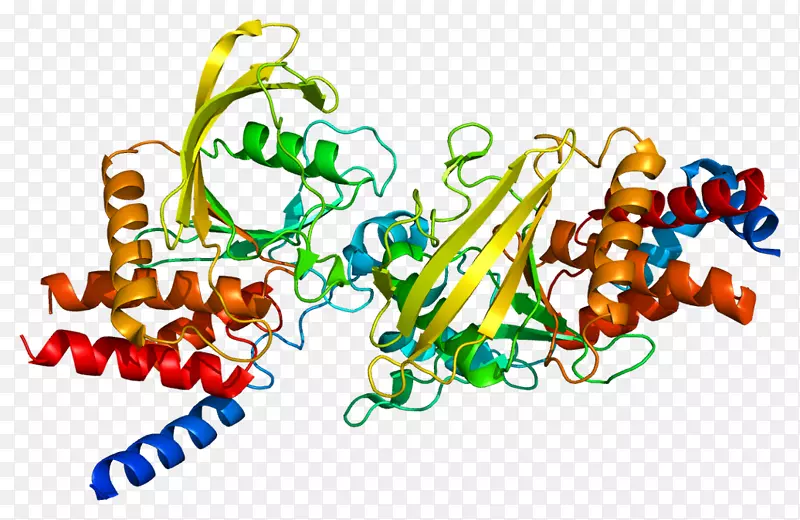 ptpb蛋白酪氨酸磷酸酶基因ve-cadherin血管生成素