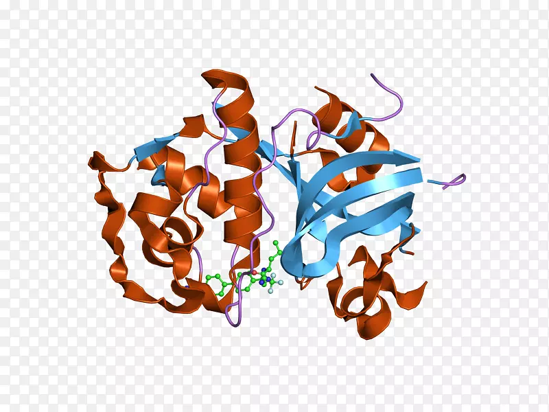 组织蛋白酶k-菠萝蛋白酶半胱氨酸蛋白酶晶体结构-其它结构