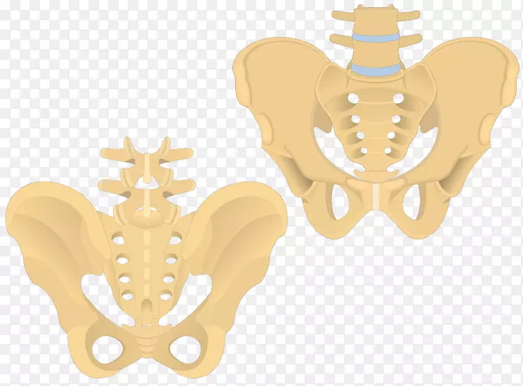 骨尾骨骶骨脊柱骨盆