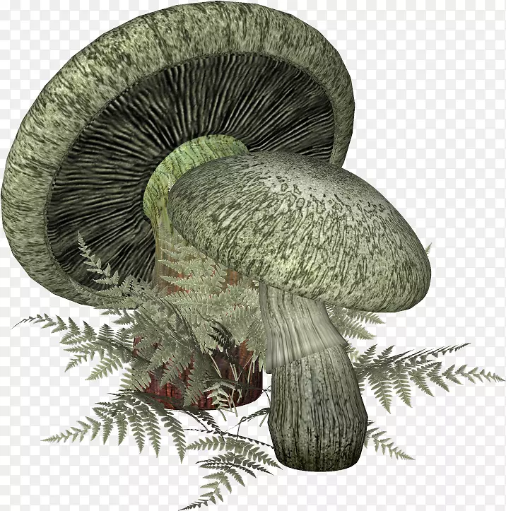 蘑菇博客-蘑菇