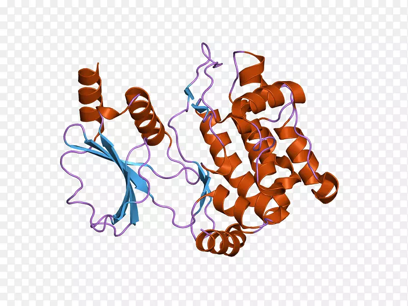 PAK 1 pak2蛋白激酶HCK