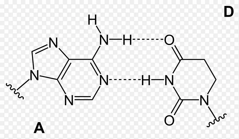 碱基对gc-含量氢键腺嘌呤鸟嘌呤