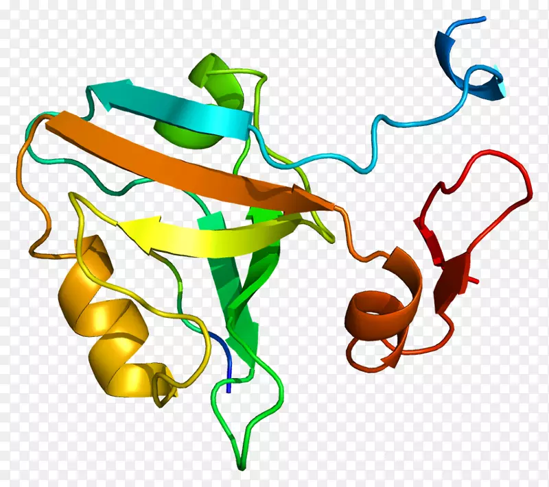 dlg 4蛋白突触后密度突触神经连接素