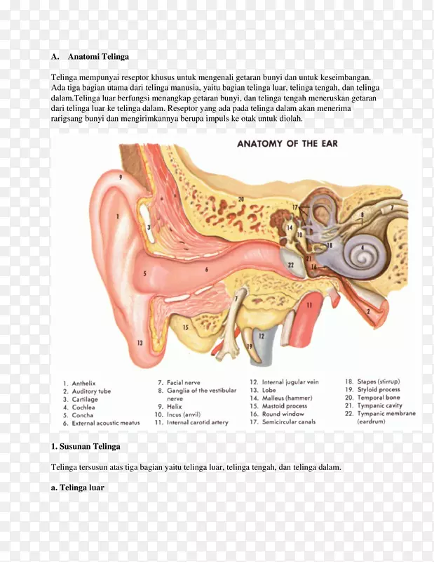内耳解剖大体解剖-耳