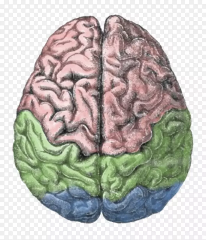 大脑半球的脑叶AGY大脑冥想：为了真正的生产力&宁静-大脑