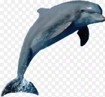 海豚海豚