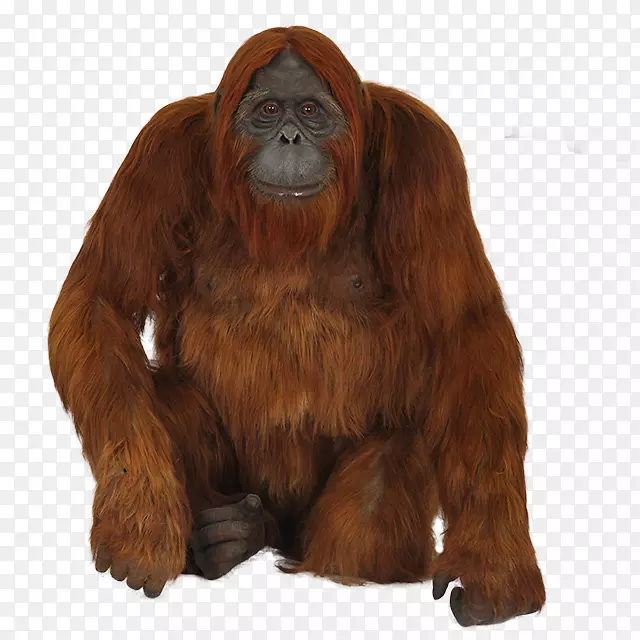 大猩猩黑猩猩猴婆罗洲猩猩-大猩猩