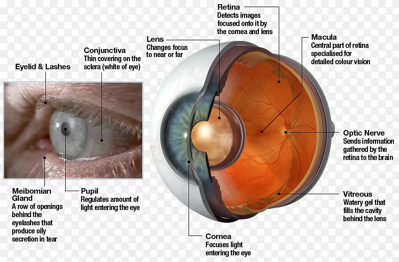 人眼视网膜