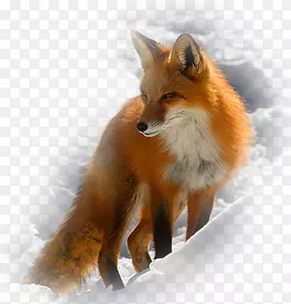 北极狐红狐灰狼动物北极狐