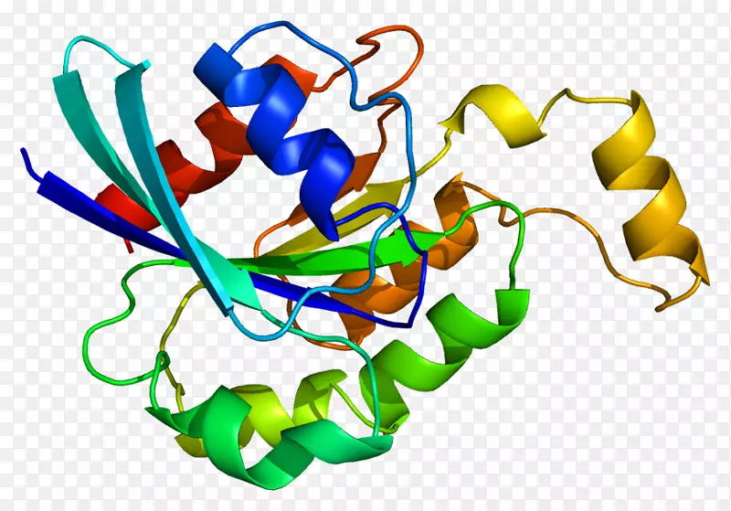 GTPases蛋白结构Rho家族