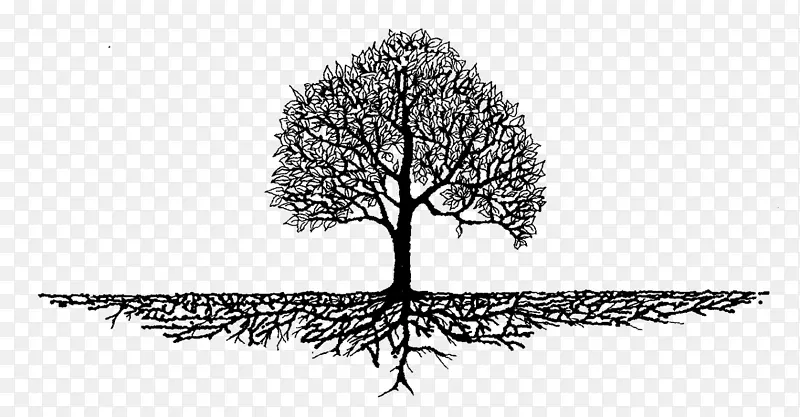 生命之树-根枝-树