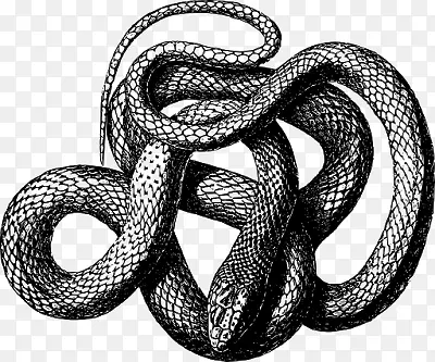 蛇夹艺术-蛇