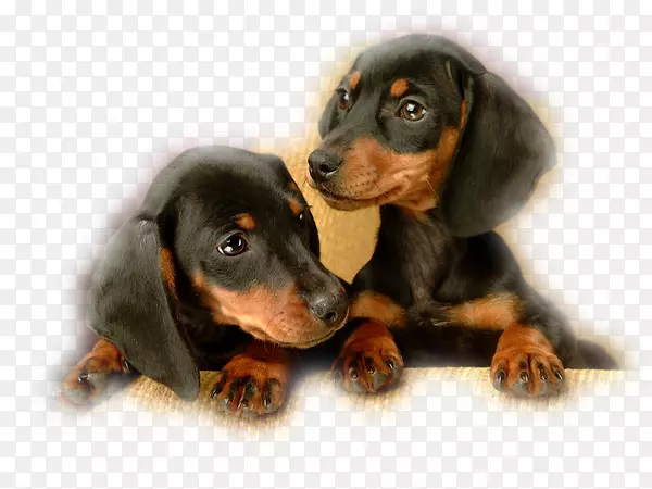 达克斯犬，黑色和棕褐色，英国玩具犬，婴儿宠物-小狗