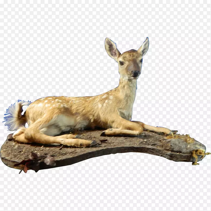 20世纪鹿标本红宝石小鹿