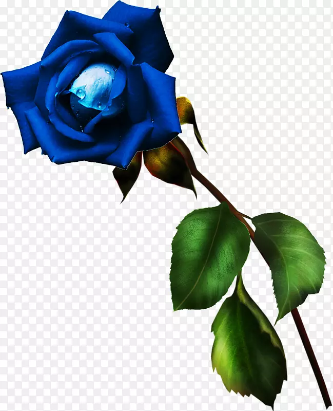 花园玫瑰蓝玫瑰切花